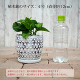 プレミアムポトス ドットアレンジ