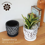 サンスベリア ハニー ドットポットアレンジ