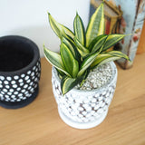 サンスベリア ハニー ドットポットアレンジ