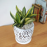 サンスベリア ハニー ドットポットアレンジ