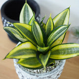 サンスベリア ハニー ドットポットアレンジ