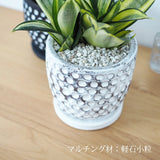 サンスベリア ハニー ドットポットアレンジ