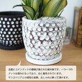 サンスベリア ハニー ドットポットアレンジ