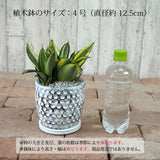 サンスベリア ハニー ドットポットアレンジ