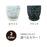 サンスベリア ハニー ドットポットアレンジ