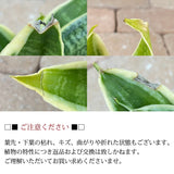 サンスベリア ハニー チェックポットアレンジ