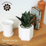 サンスベリア ハニー シンプルポットアレンジ