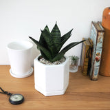 サンスベリア ハニー シンプルポットアレンジ