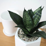 サンスベリア ハニー シンプルポットアレンジ