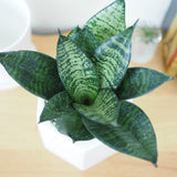 サンスベリア ハニー シンプルポットアレンジ