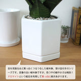 サンスベリア ハニー シンプルポットアレンジ