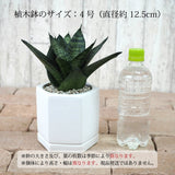 サンスベリア ハニー シンプルポットアレンジ