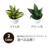 サンスベリア ハニー シンプルポットアレンジ