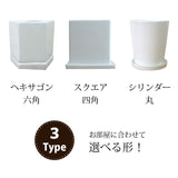 サンスベリア ハニー シンプルポットアレンジ