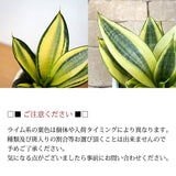 サンスベリア ハニー セメントラウンドポットアレンジ