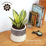 サンスベリア ハニー チェックポットアレンジ