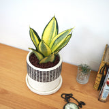 サンスベリア ハニー チェックポットアレンジ