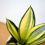 サンスベリア ハニー チェックポットアレンジ