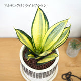 サンスベリア ハニー チェックポットアレンジ