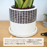 サンスベリア ハニー チェックポットアレンジ