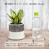 サンスベリア ハニー チェックポットアレンジ