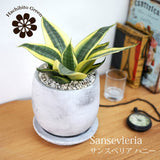 サンスベリア ハニー セメントラウンドポットアレンジ