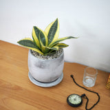 サンスベリア ハニー セメントラウンドポットアレンジ