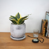 サンスベリア ハニー セメントラウンドポットアレンジ