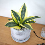 サンスベリア ハニー セメントラウンドポットアレンジ