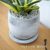 サンスベリア ハニー セメントラウンドポットアレンジ