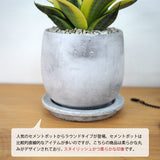 サンスベリア ハニー セメントラウンドポットアレンジ