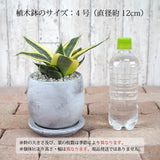 サンスベリア ハニー セメントラウンドポットアレンジ