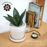 サンスベリア ハニー シャビーポットアレンジ