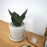 サンスベリア ハニー シャビーポットアレンジ