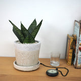 サンスベリア ハニー シャビーポットアレンジ