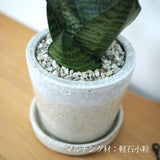 サンスベリア ハニー シャビーポットアレンジ