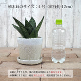 サンスベリア ハニー シャビーポットアレンジ