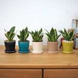 ミニサンスベリア カラーポットアレンジ