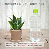 ミニサンスベリア カラーポットアレンジ