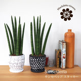 サンスベリア スタッキー ドットポットアレンジ