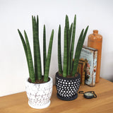 サンスベリア スタッキー ドットポットアレンジ