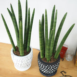 サンスベリア スタッキー ドットポットアレンジ