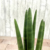 サンスベリア スタッキー ドットポットアレンジ