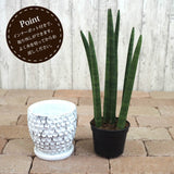 サンスベリア スタッキー ドットポットアレンジ