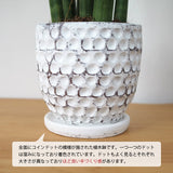 サンスベリア スタッキー ドットポットアレンジ