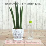 サンスベリア スタッキー ドットポットアレンジ