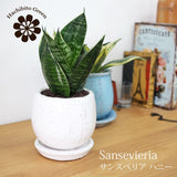 サンスベリア ハニー 和モダン卵型ポットアレンジ