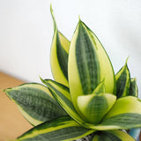 サンスベリア ハニー 和モダン卵型ポットアレンジ