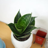 サンスベリア ハニー 和モダン卵型ポットアレンジ