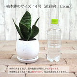 サンスベリア ハニー 和モダン卵型ポットアレンジ